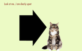 Happy Belated Birthday ecard with cats
