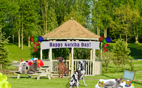Gotcha Day Fun cat ecard