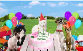 Birthday Fun birthday ecard with cats