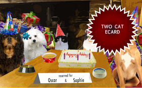 Cheers to You! birthday ecard with two cats