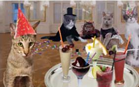 New Year's Cocktail cat ecard