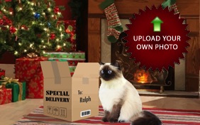Christmas Delivery photo upload cat ecard