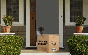 Special Delivery cat ecard