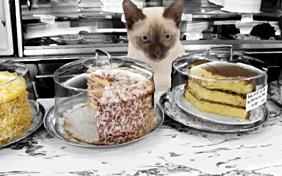 Catty Days birthday ecard with cats