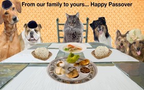 Happy Passover cat ecard