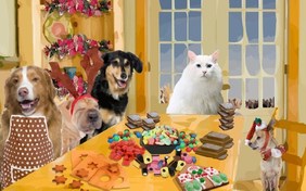 Christmas Time cat ecard
