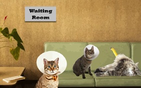Get better cat ecard