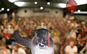 Graduation ecard with cats