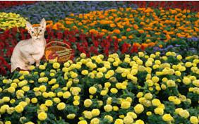Handpicked For You cat ecard