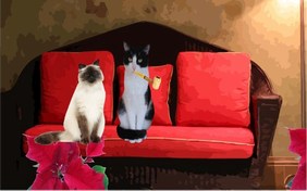 Holiday Wishes ecard with cats
