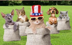 Memorial Day Picnic cat ecard