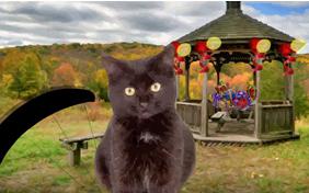 Just Dropping In: Birthday Edition birthday ecard with cats