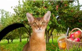 A Sweet New Year Rosh Hashanah cat ecard