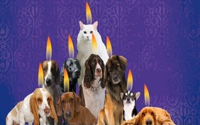 Best Wishes For Hanukkah ecard with cats