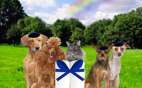 A Passover Message cat ecard