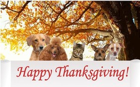 A Thanksgiving Message cat ecard