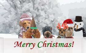 A Christmas Message cat ecard