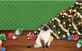 Naughty or Nice cat Christmas ecard