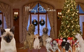 The Perfect Christmas Tree cat ecard
