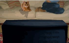 Losing a Friend Sympathy Cat Ecard