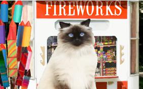 Happy New Year Four Ways ecard with cats
