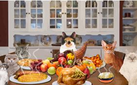 Thanksgiving Dinner cat ecard