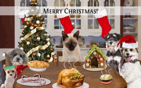 Christmas Dinner cat ecard