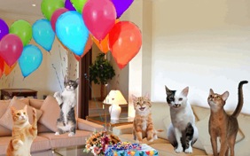 Surprise Party cat ecard