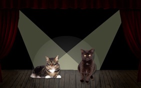 It's Just Us Happy Birthday ecard starring two cats