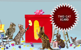 A Get Well Surprise two cat ecard