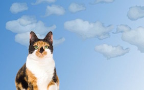 A Brighter Day ecard with cats