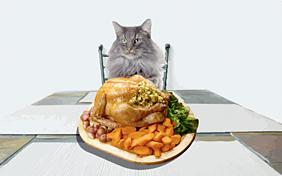 Thanksgiving ecard with Cats