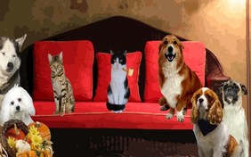 Thanksgiving Wishes ecard with cats