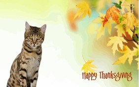 Being Thankful ecard with cats