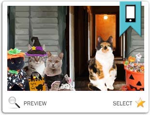 Trick or Treat Halloween cat ecard