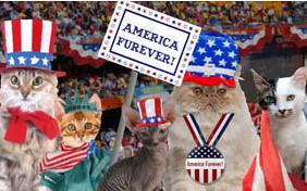 America Furever July Fourth cat ecard