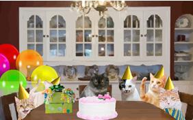 Birthday Celebration cat ecard