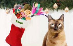 A Magical Christmas cat ecard