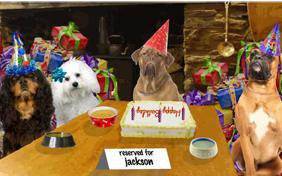 Cheers to You! birthday ecard with dogs