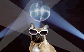 Cool Canine birthday ecard with dogs
