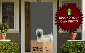 Special Delivery dog ecard