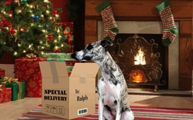 Christmas Delivery photo upload dog ecard