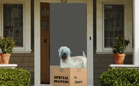 Special Delivery dog ecard