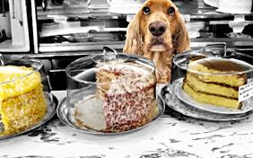 The Dog Years birthday ecard with dogs