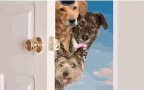 Happy Passover dog ecard