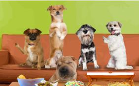 Game Night Birthday Dog Ecard