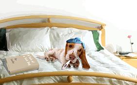Get Well Soon ecard with dogs