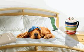 Rules For Getting Better ecard with dogs