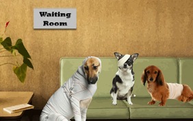 Get Better dog ecard