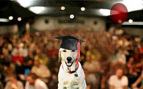 Graduation ecard with dogs